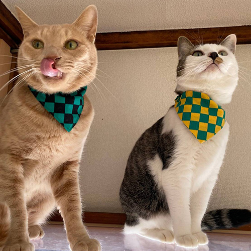 ホーム猫1