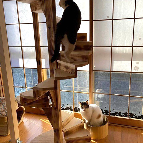 ホーム猫2
