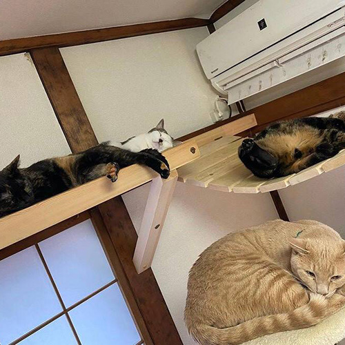ホーム猫3