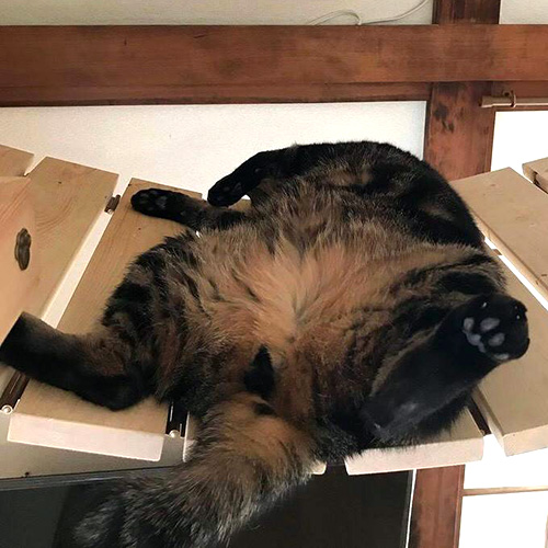 ホーム猫4